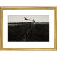 Leaping Lurcher print in gold frame