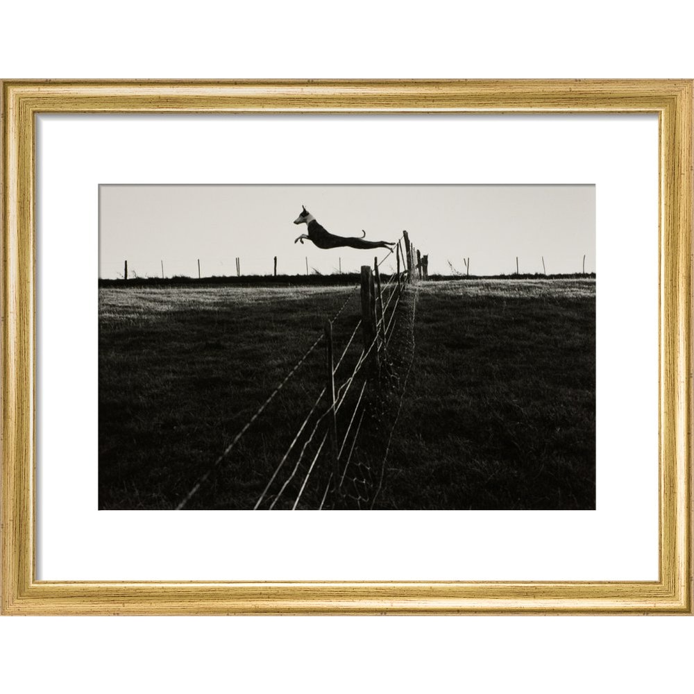 Leaping Lurcher print in gold frame