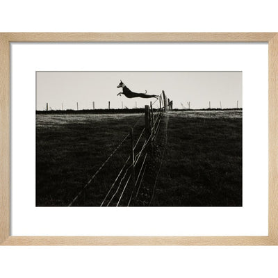 Leaping Lurcher print in natural frame