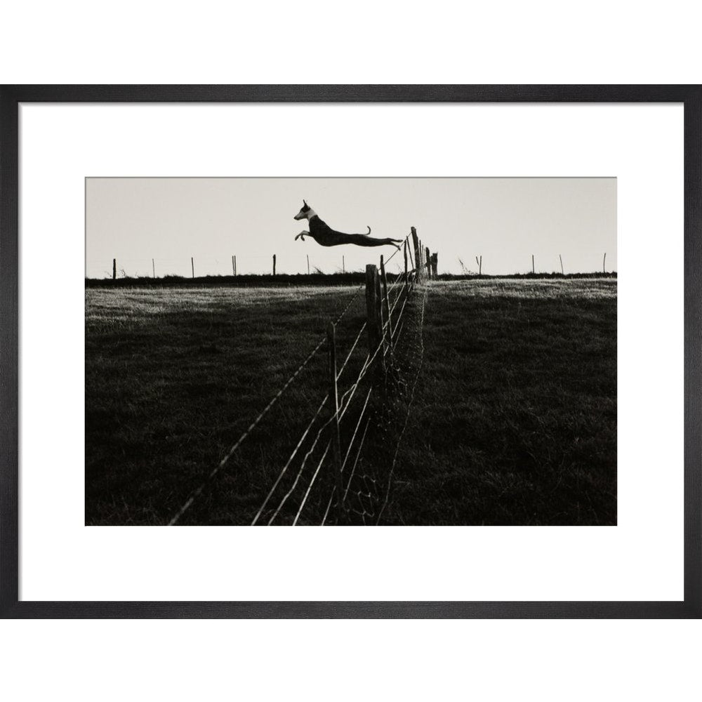 Leaping Lurcher print in black frame