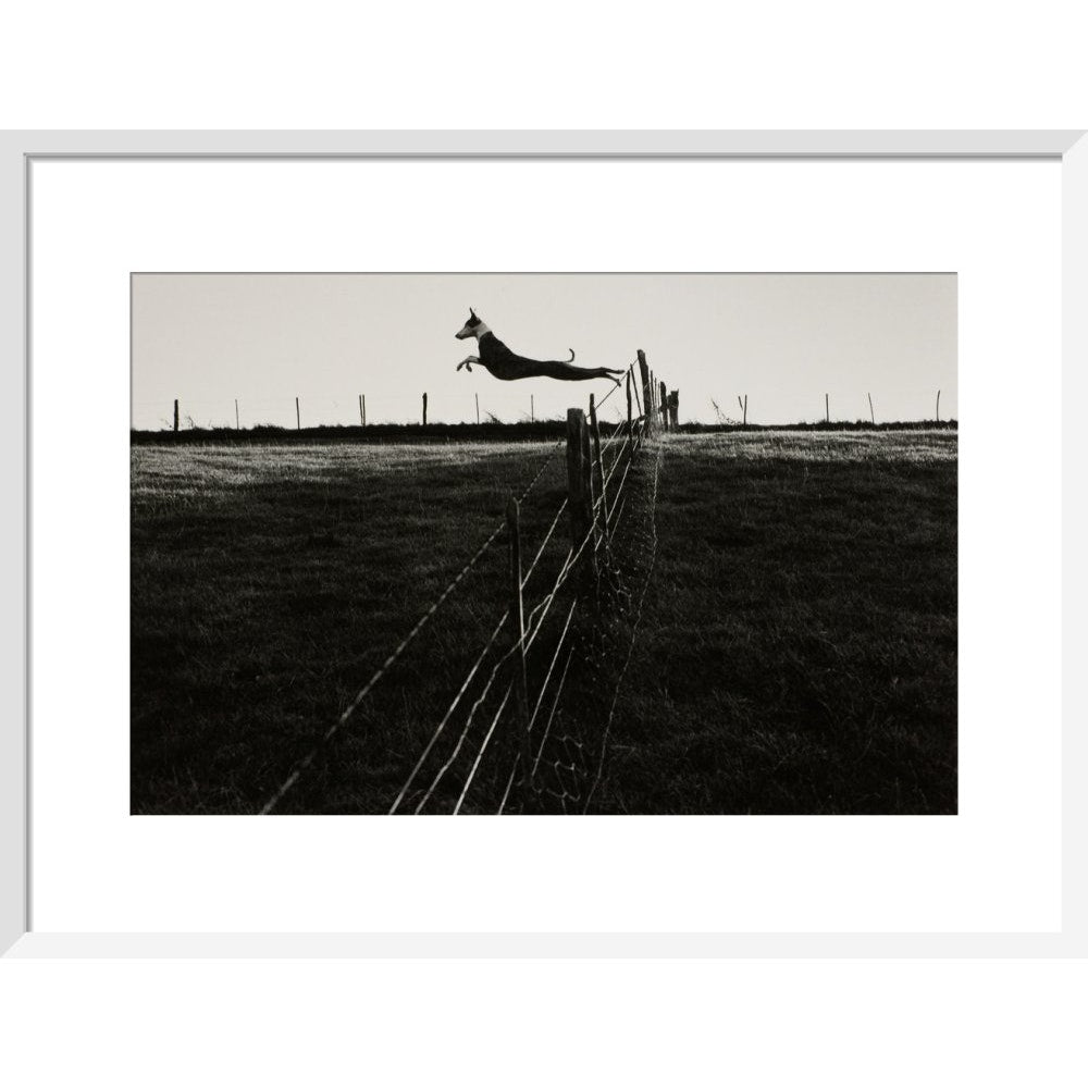Leaping Lurcher print in white frame