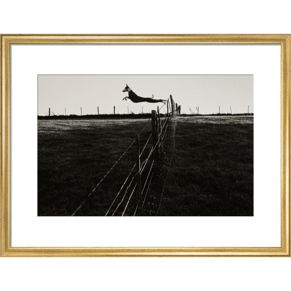 Leaping Lurcher print in gold frame