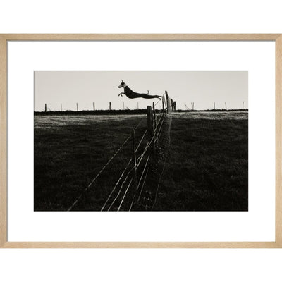 Leaping Lurcher print in natural frame