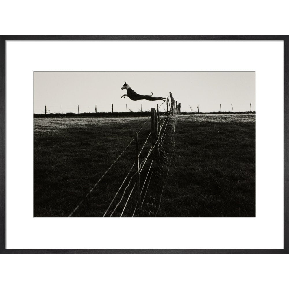 Leaping Lurcher print in black frame