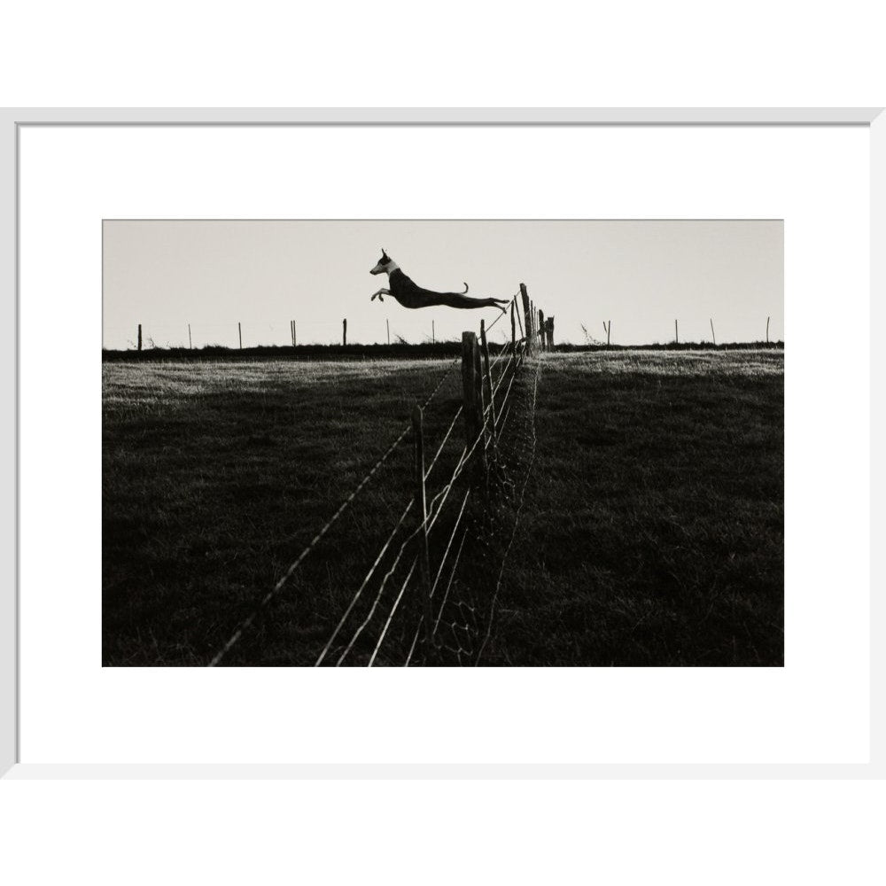 Leaping Lurcher print in white frame