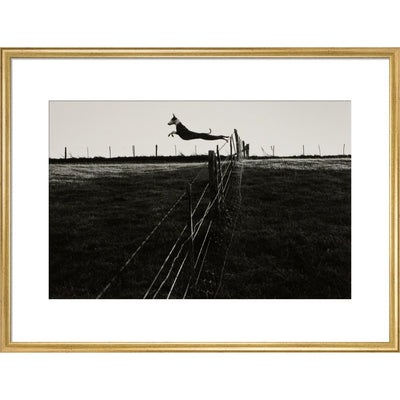 Leaping Lurcher print in gold frame