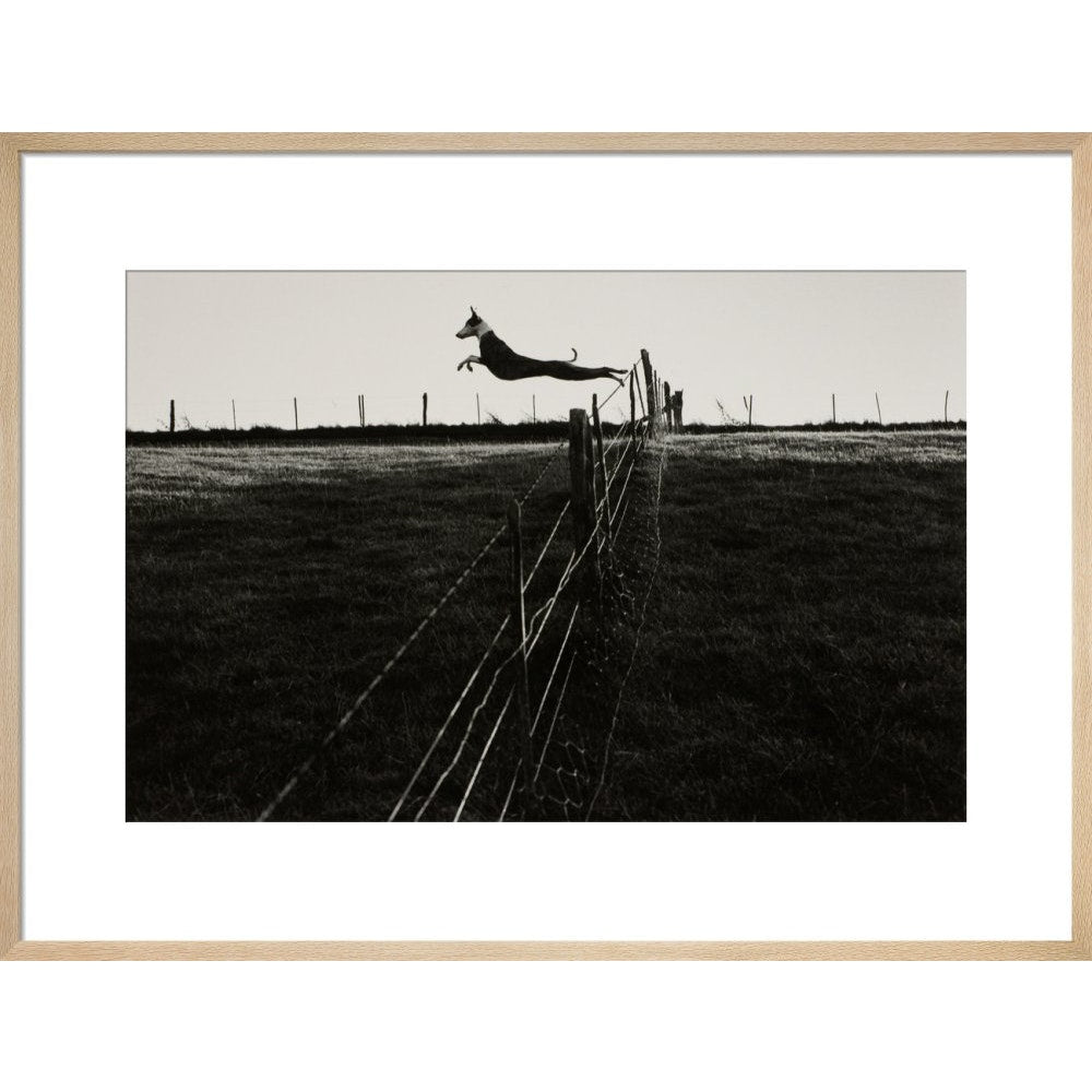 Leaping Lurcher print in natural frame