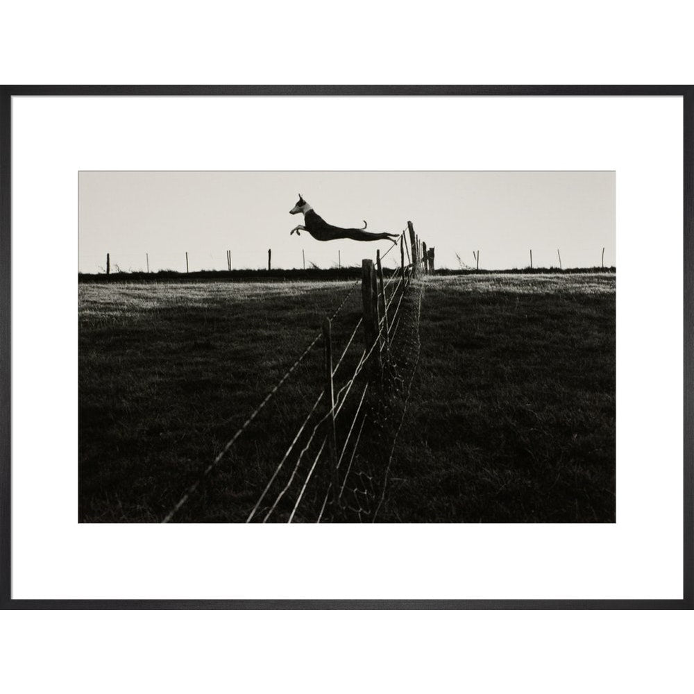 Leaping Lurcher print in black frame