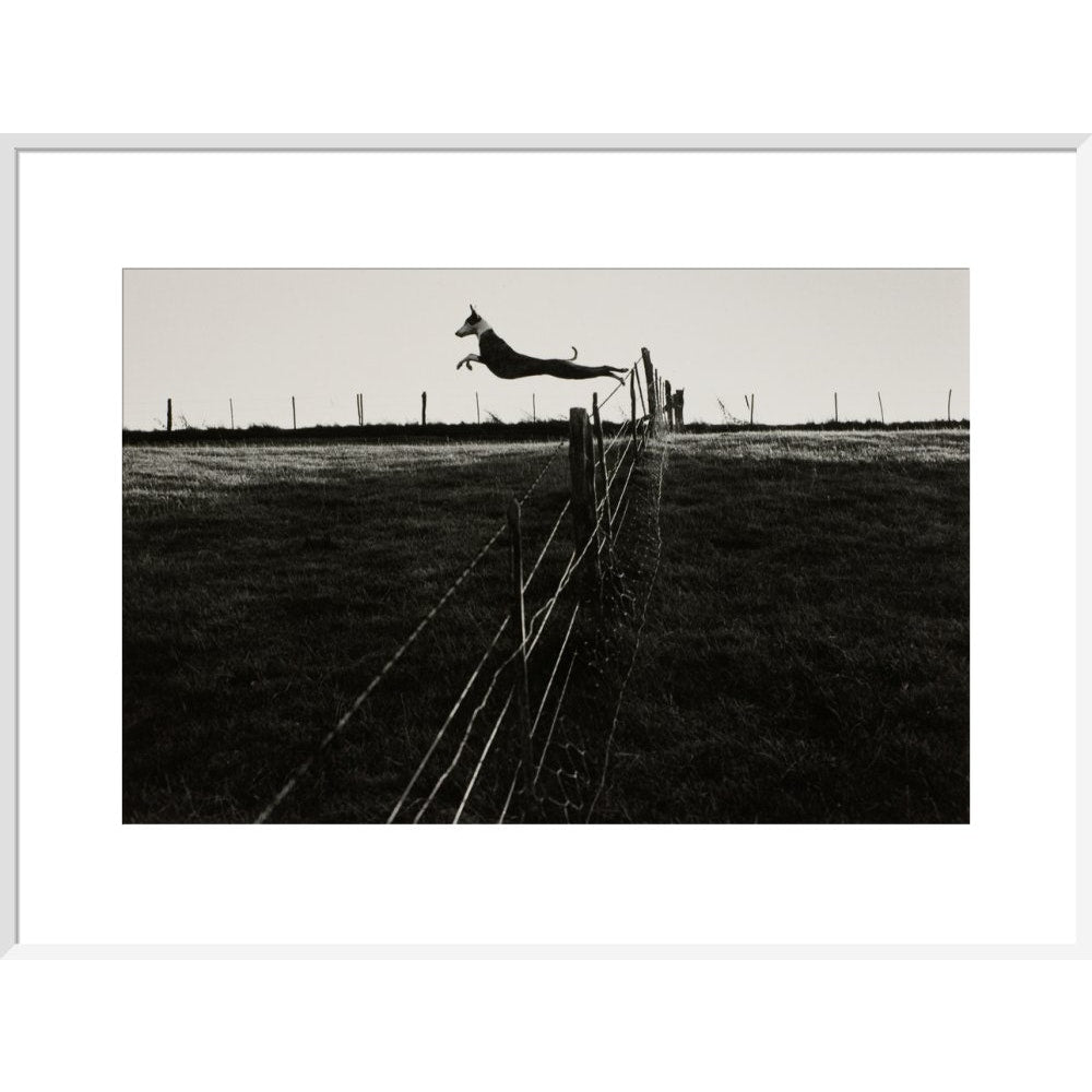 Leaping Lurcher print in white frame