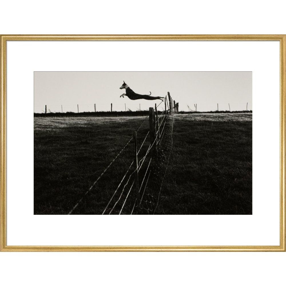 Leaping Lurcher print in gold frame