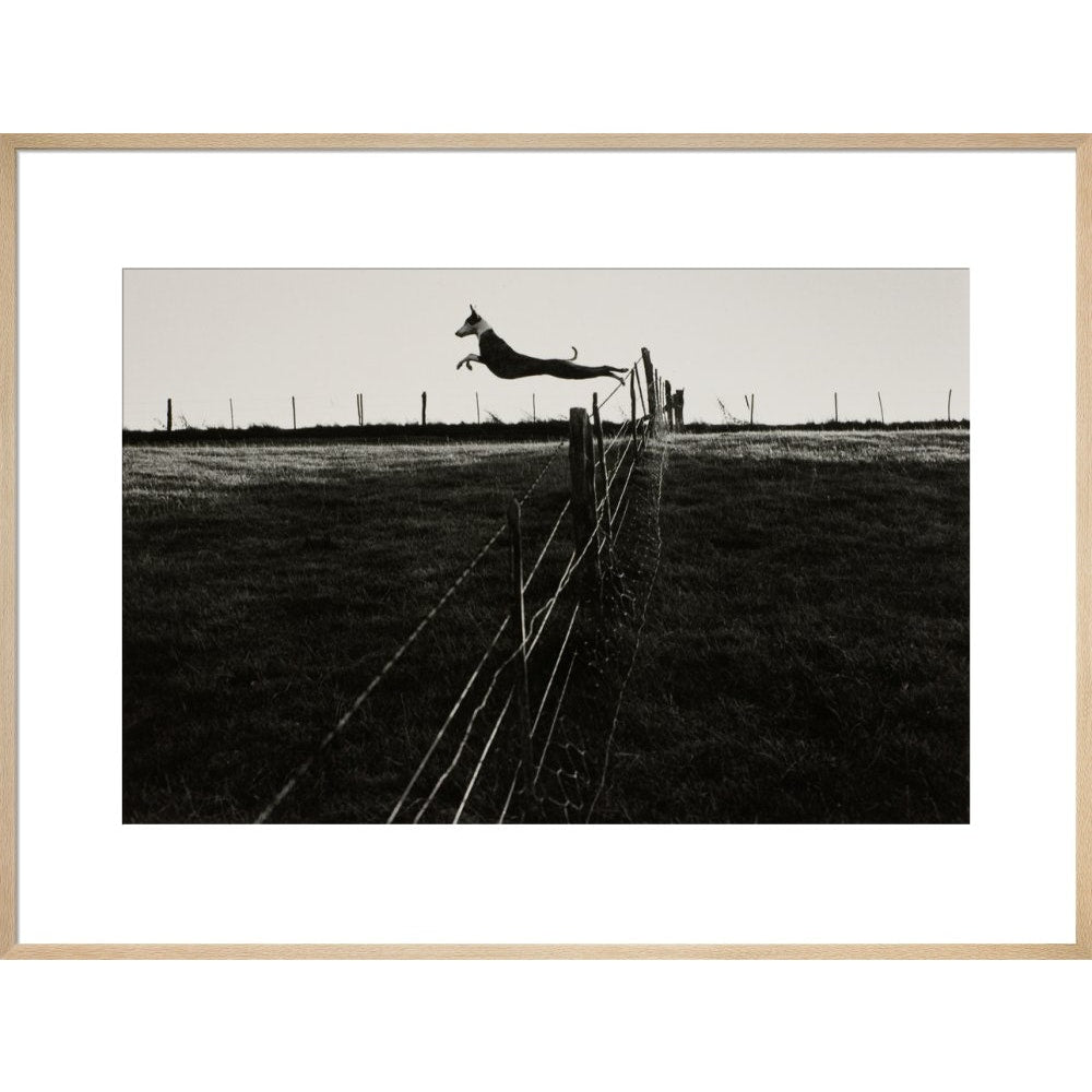 Leaping Lurcher print in natural frame