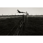 Leaping Lurcher print