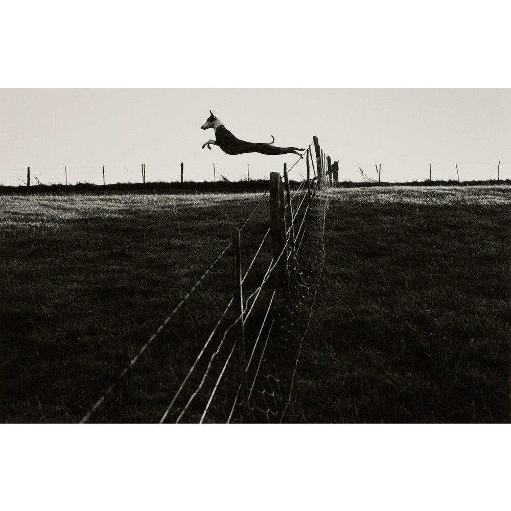 Leaping Lurcher print