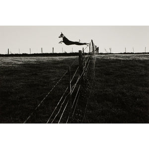 Leaping Lurcher print