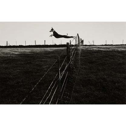Leaping Lurcher print