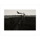 Leaping Lurcher print unframed