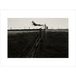 Leaping Lurcher print unframed