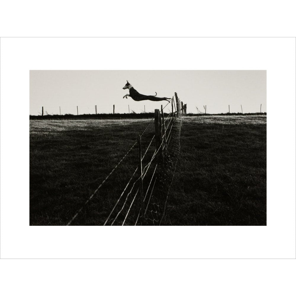 Leaping Lurcher print unframed