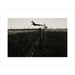 Leaping Lurcher print unframed