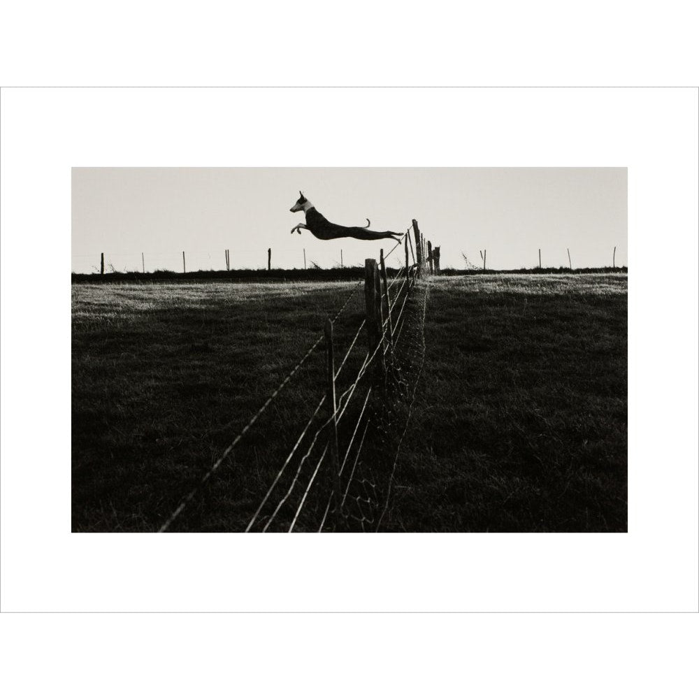 Leaping Lurcher print unframed