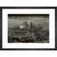 Sheep print in black frame