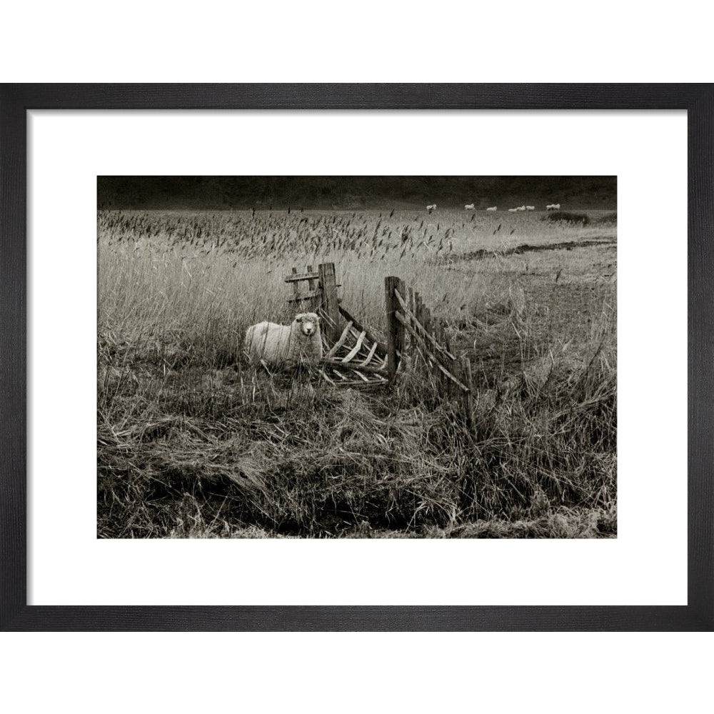 Sheep print in black frame