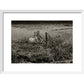 Sheep print in white frame