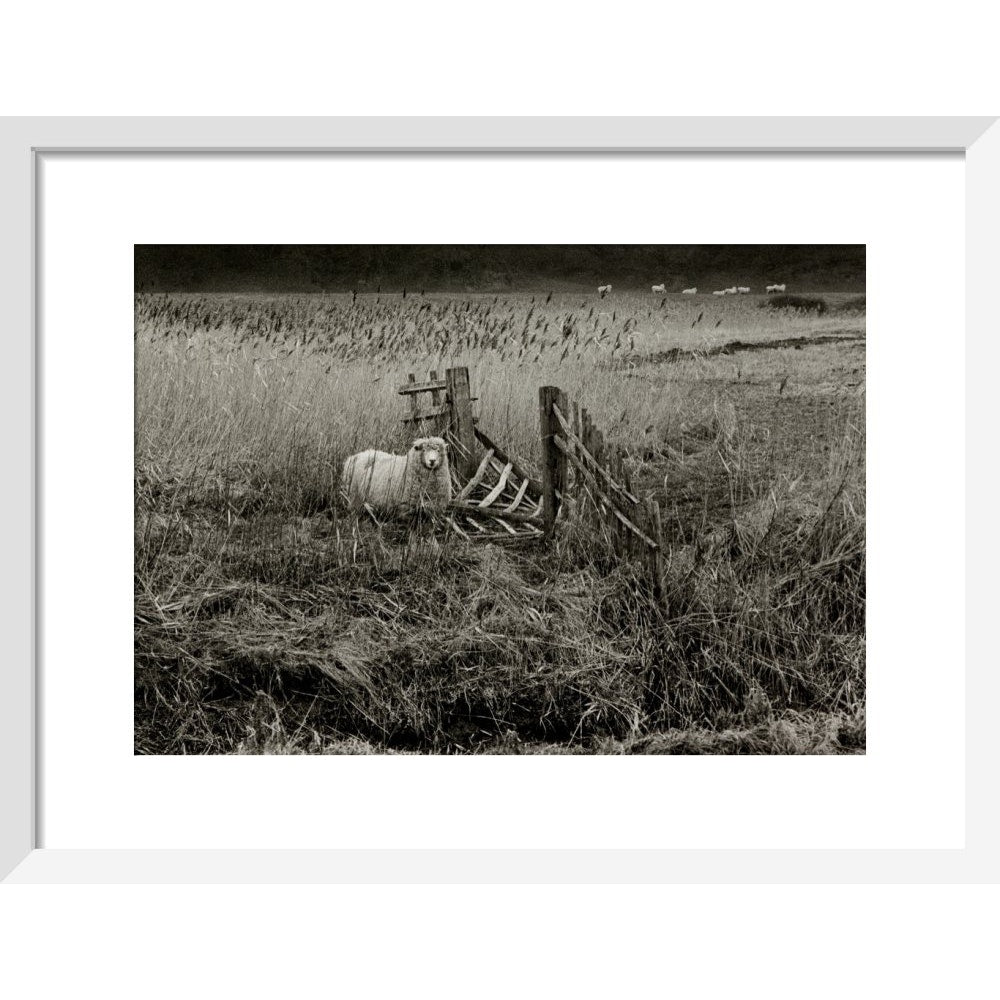 Sheep print in white frame