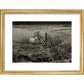 Sheep print in gold frame