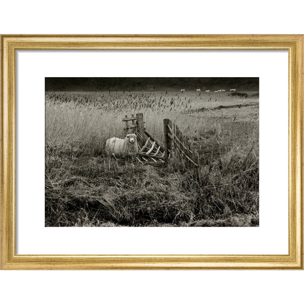Sheep print in gold frame