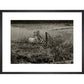 Sheep print in black frame