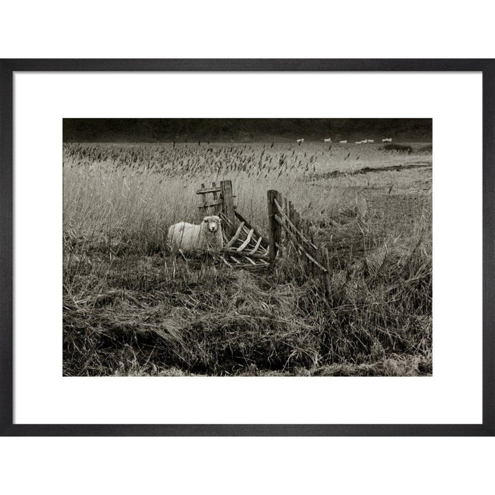 Sheep print in black frame