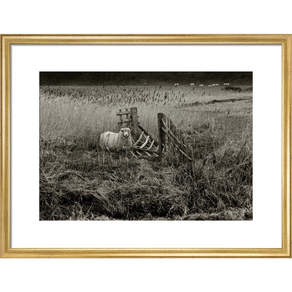 Sheep print in gold frame