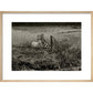 Sheep print in natural frame