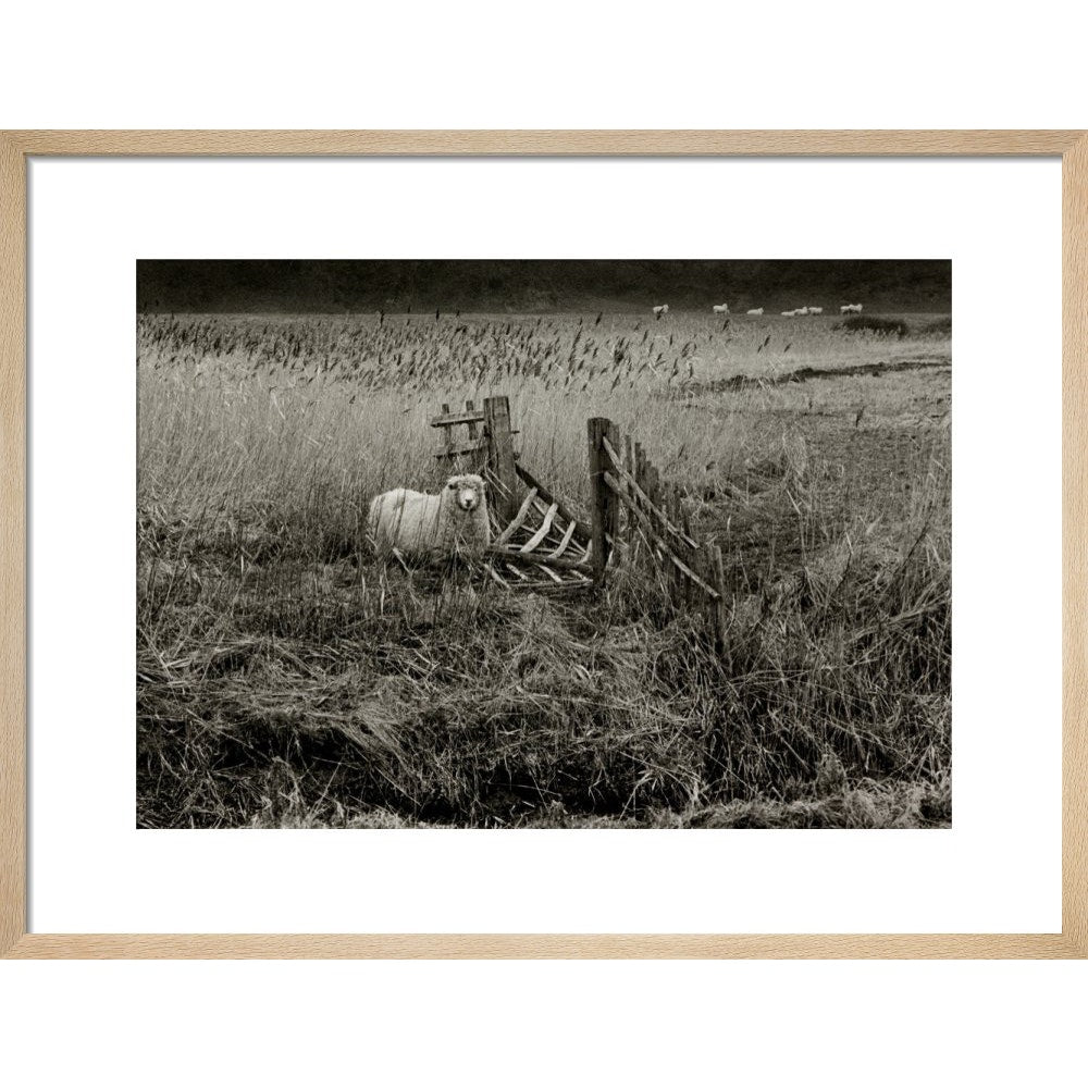 Sheep print in natural frame