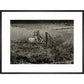 Sheep print in black frame