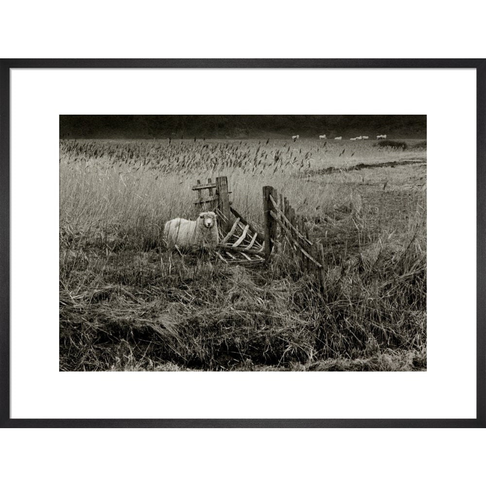 Sheep print in black frame