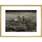 Sheep print in gold frame