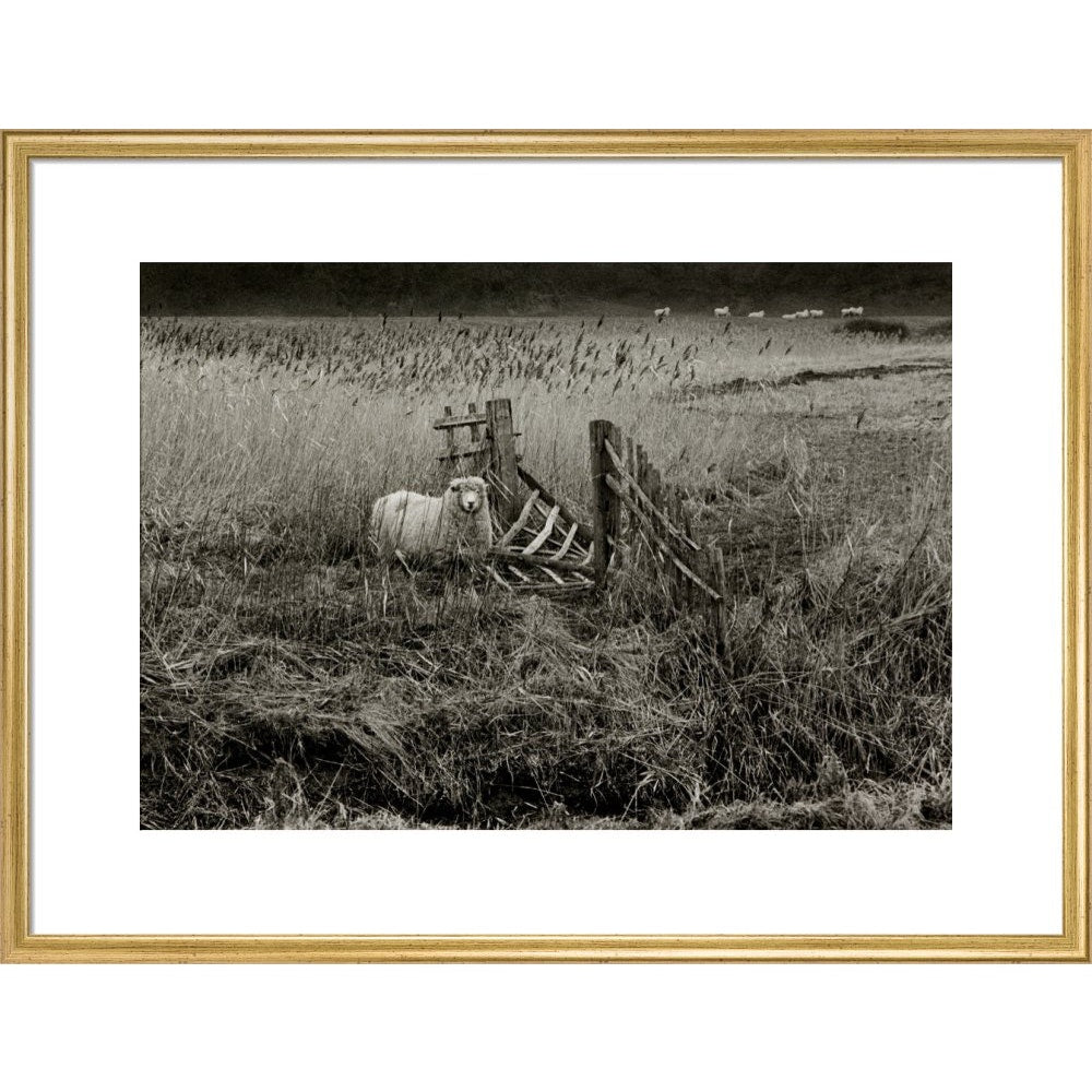 Sheep print in gold frame