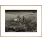 Sheep print in natural frame