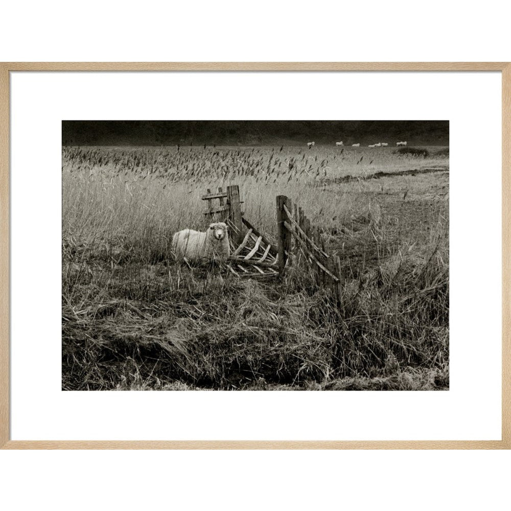 Sheep print in natural frame
