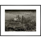 Sheep print in black frame