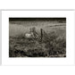 Sheep print in white frame