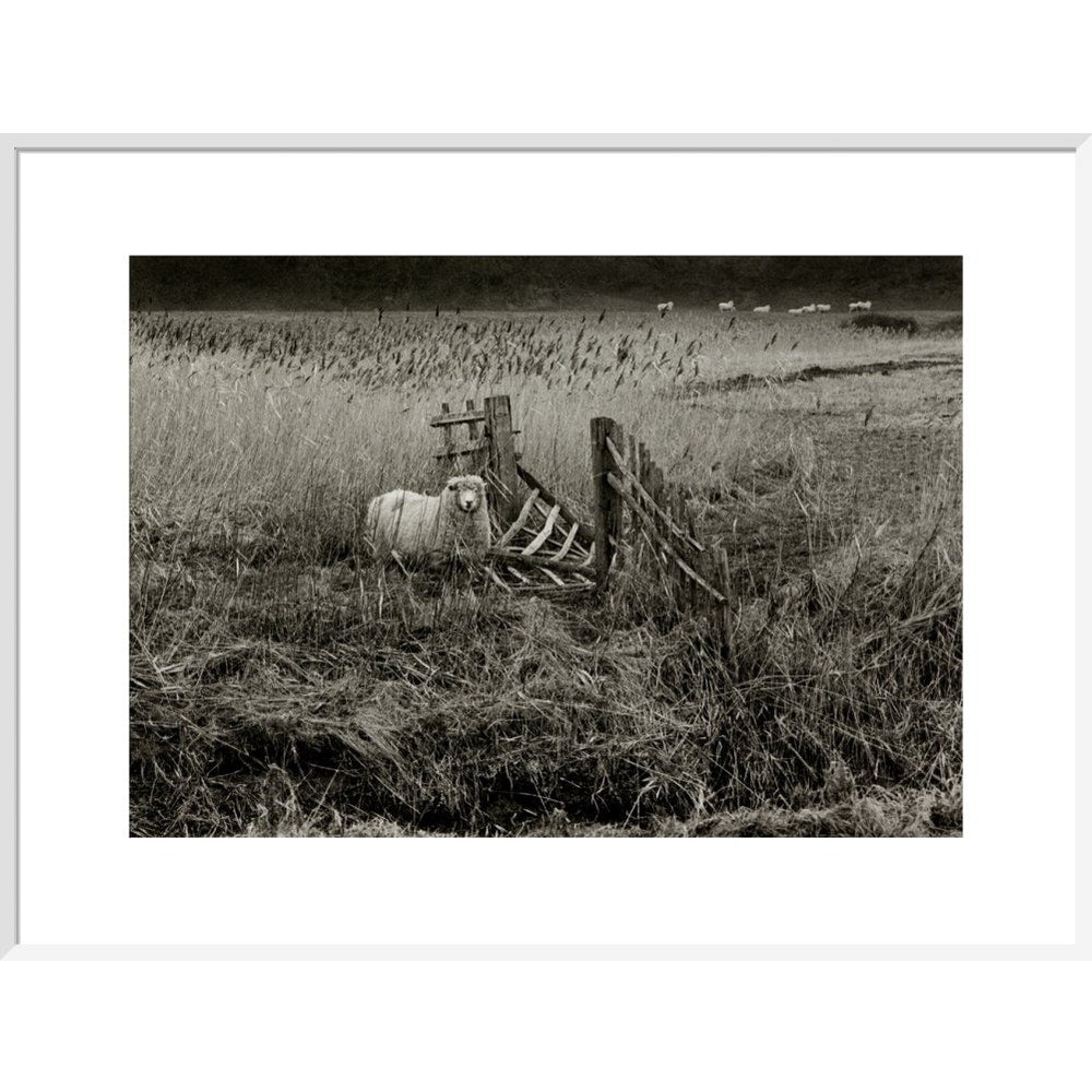 Sheep print in white frame