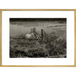 Sheep print in gold frame