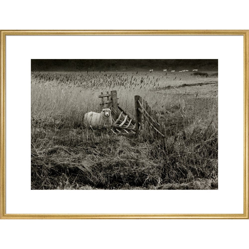 Sheep print in gold frame