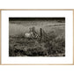 Sheep print in natural frame