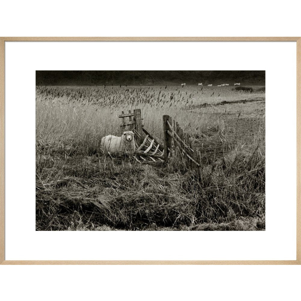 Sheep print in natural frame