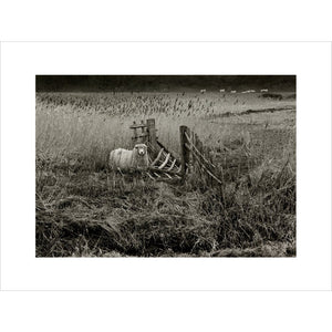 Sheep print unframed