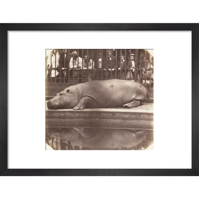 The Hippopotamus at the Zoological Gardens print in black frame